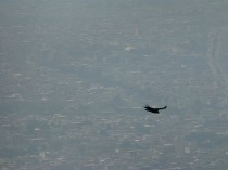 Bird of prey over Bogotá